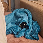 Kyo participe au concours pour gagner de l'argent avec cette photo : animal, black_cat, blanket, blue_blanket, cat, cat_tree, couch, cozy, curious, eyes, feline, fur, home, indoor, peeking, pet, pink_couch, resting, soft_texture, wrapped