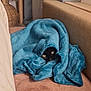 animal, black_cat, blanket, blue_blanket, cat, cat_tree, couch, cozy, curious, eyes, feline, fur, home, indoor, peeking, pet, pink_couch, resting, soft_texture, wrapped