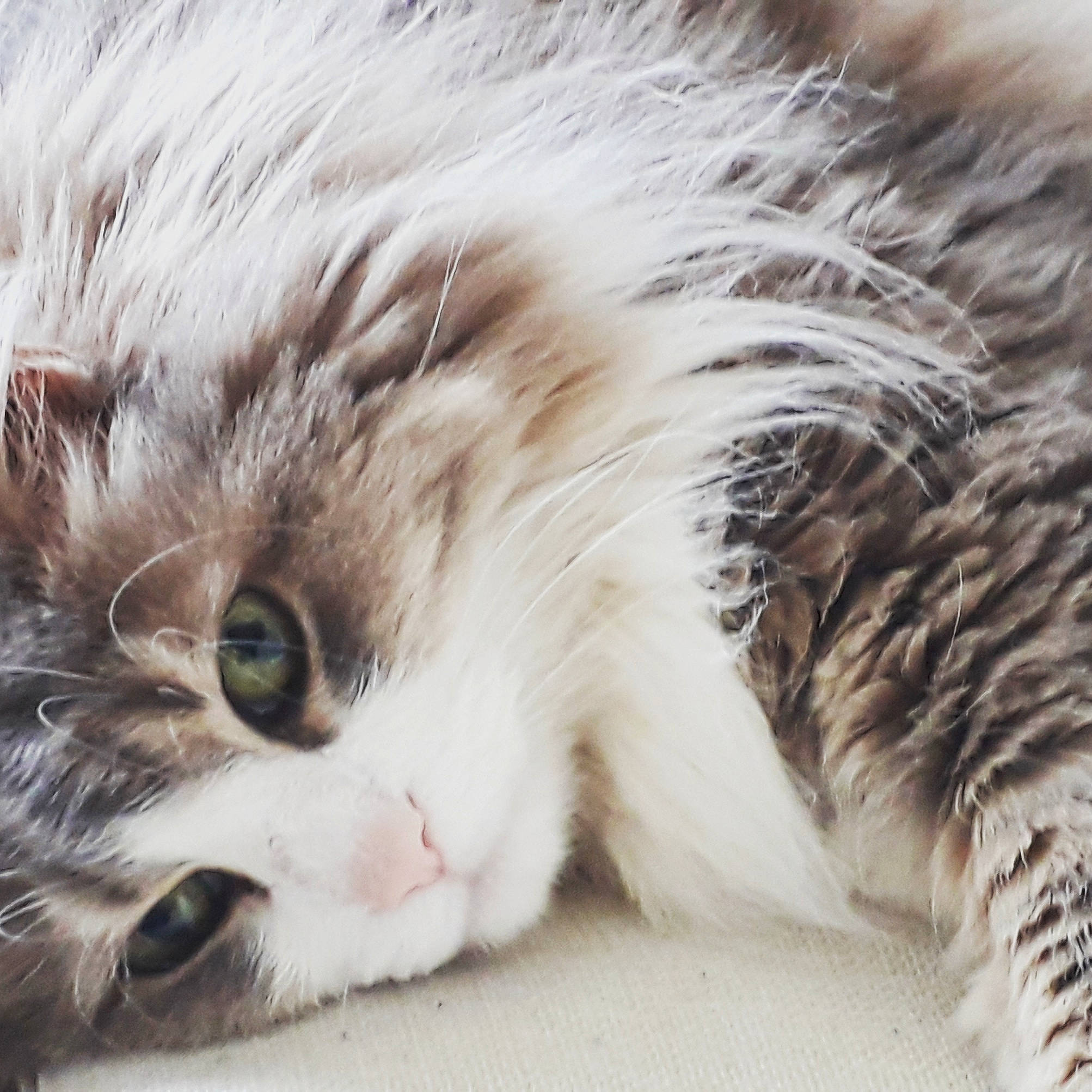 Lucky a rejoint le concours — aidez-le/la à gagner de superbes lots ! american_curl, british_semi_longhair, carnivore, cat, close_up, domestic_long_haired_cat, ear, european_shorthair, eye, felidae, fur, kitten, norwegian_forest_cat, nose, paw, siberian, small_to_medium_sized_cats, snout, tabby_cat, whiskers