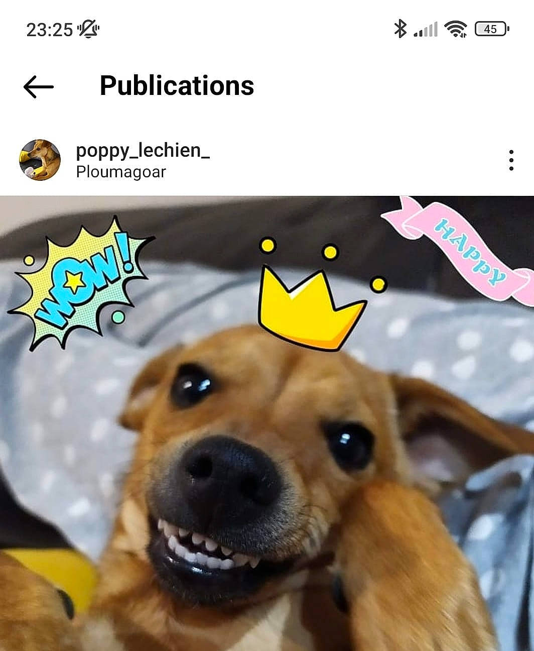 Poppy a rejoint le concours — aidez-le/la à gagner de superbes lots ! canidae, carnivore, companion_dog, dog, dog_breed, dog_supply, fawn, font, internet_meme, logo, mammal, paw, photo_caption, screenshot, snout, sporting_group, vertebrate, whiskers, working_animal, working_dog