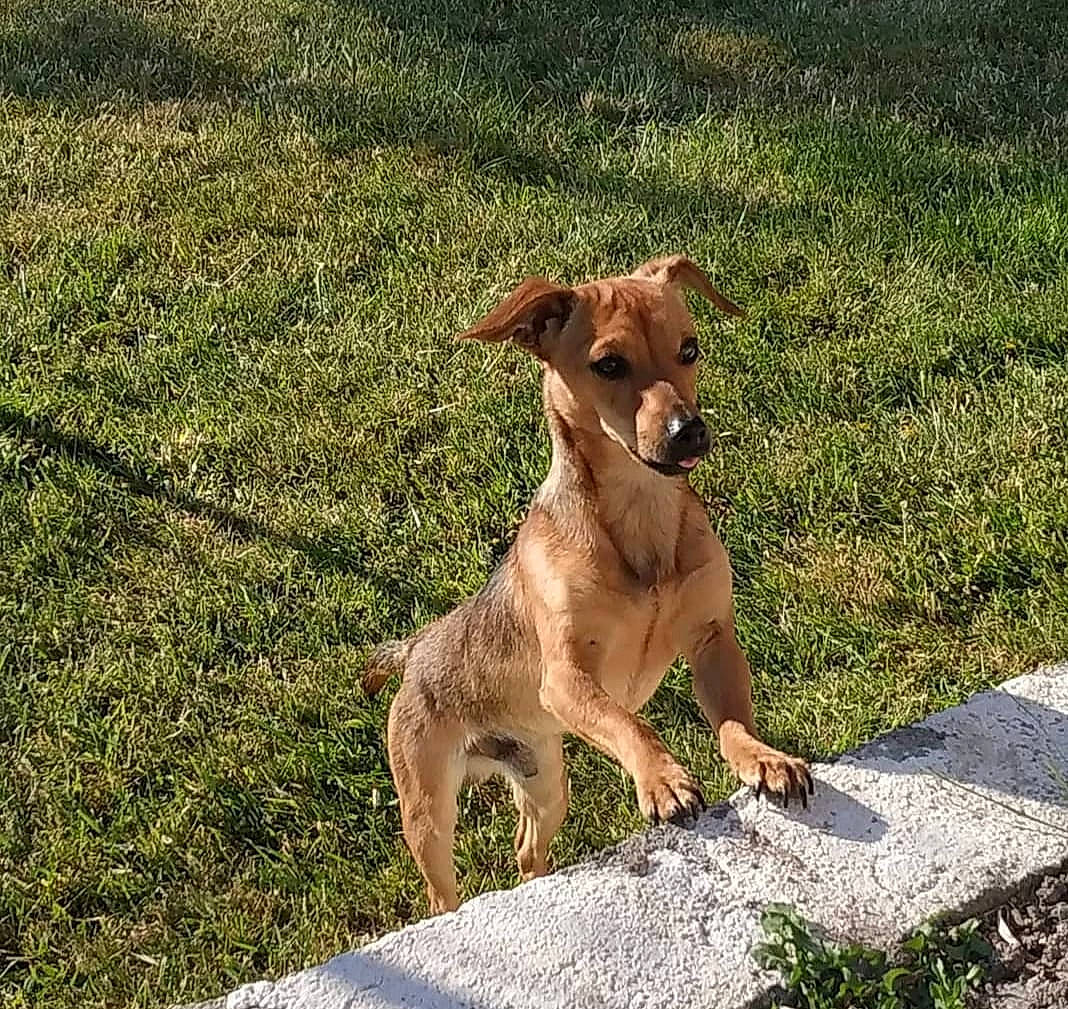Poppy a rejoint le concours — aidez-le/la à gagner de superbes lots ! canidae, carnivore, collar, companion_dog, dog, dog_breed, dog_collar, fawn, grass, groundcover, plant, puppy, snout, soil, sporting_group, street_dog, tail, terrestrial_animal, working_animal, working_dog