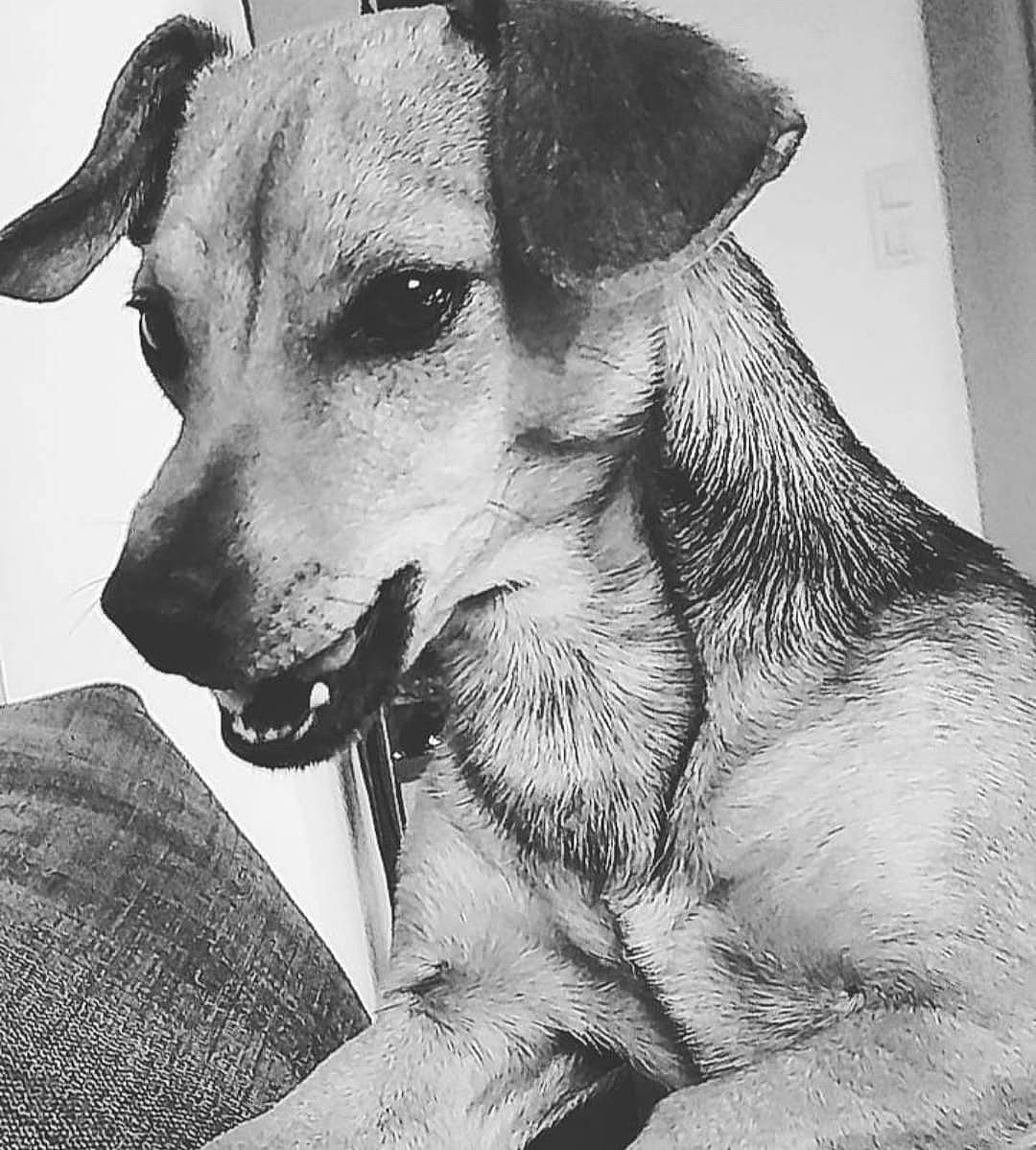 Poppy participe au concours pour gagner de l'argent avec cette photo : black, black_and_white, canidae, carnivore, close_up, collar, companion_dog, dog, dog_breed, dog_collar, ear, fawn, fur, jaw, monochrome, monochrome_photography, snout, sporting_group, style, whiskers