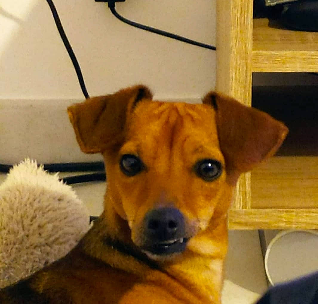 Poppy a rejoint le concours — aidez-le/la à gagner de superbes lots ! canidae, carnivore, chair, collar, companion_dog, dog, dog_breed, dog_collar, dog_supply, ear, fawn, fur, pet_supply, puppy, snout, sporting_group, terrestrial_animal, whiskers, wood, working_animal