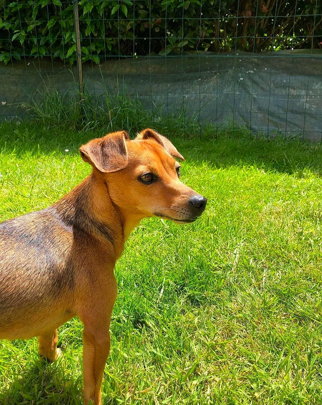 Poppy participe au concours pour gagner de l'argent avec cette photo : carnivore, companion_dog, dog, dog_breed, fawn, fence, grass, grassland, groundcover, liver, pasture, plant, snout, sporting_group, tail, terrestrial_animal, whiskers, wood, working_animal, working_dog