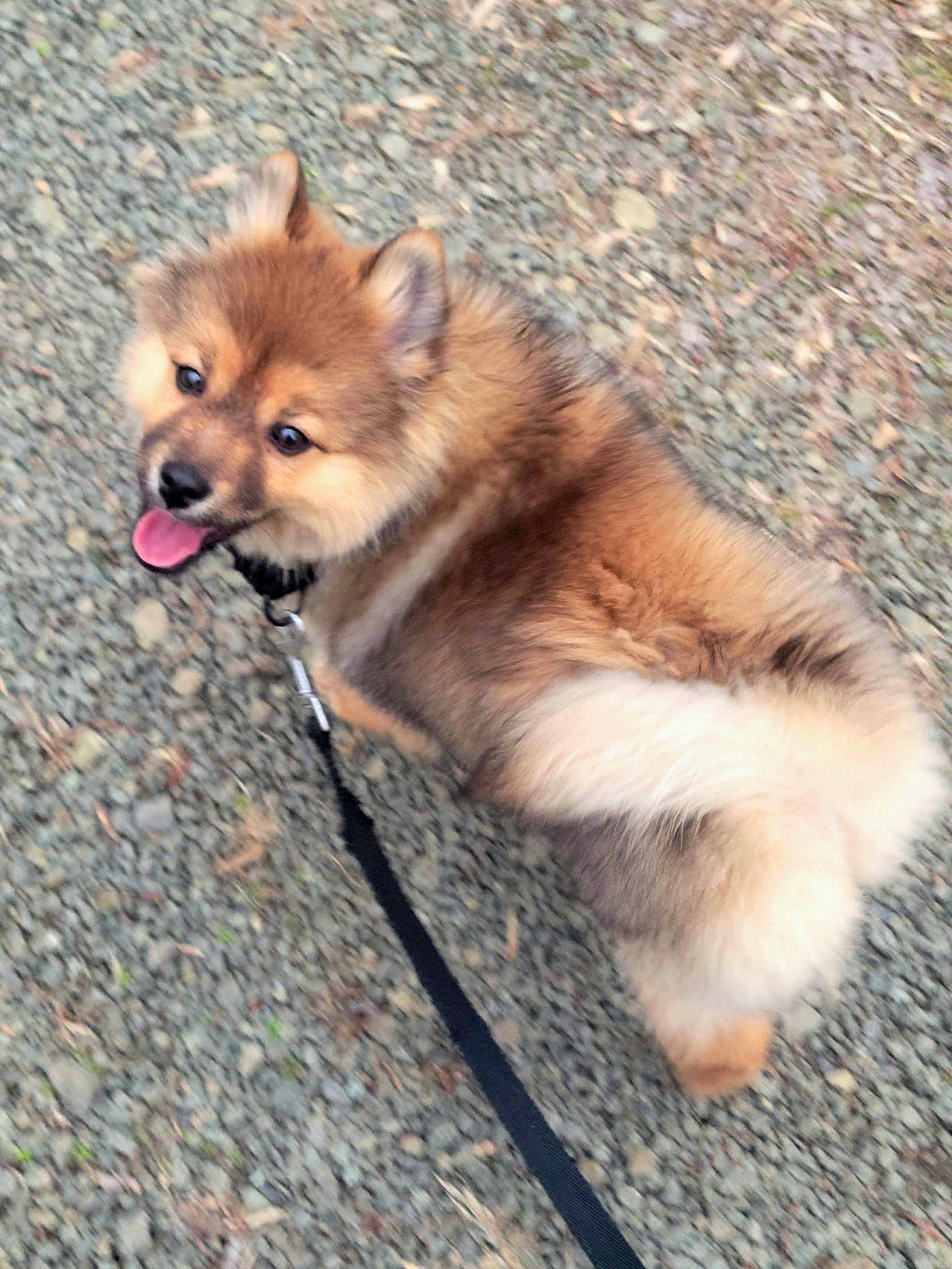 Zen joined the competition — help win amazing prizes! ancient_dog_breeds, canidae, canis, carnivore, companion_dog, corgi_chihuahua, dog, dog_breed, fawn, fur, german_spitz_mittel, non_sporting_group, road_surface, snout, spitz, sporting_group, tail, terrestrial_animal, whiskers, wildlife