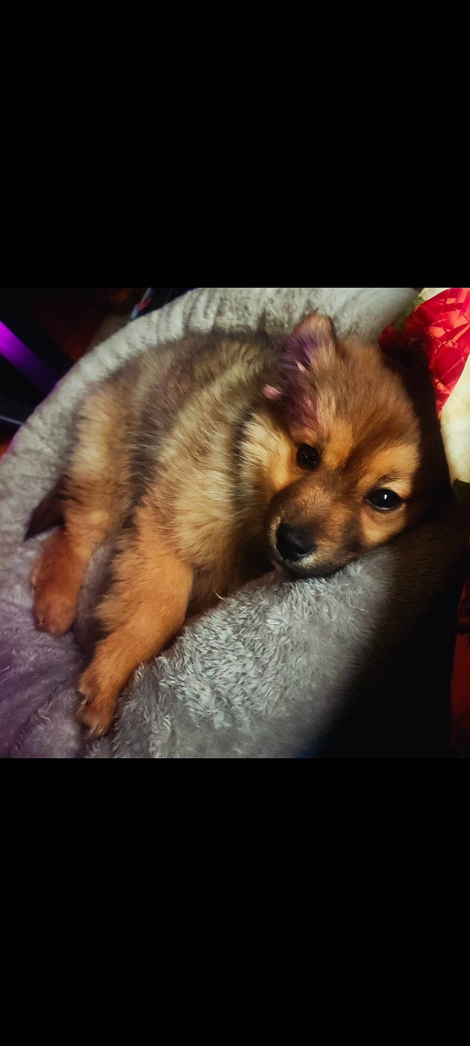 Zen joined the competition — help win amazing prizes! canidae, carnivore, cloud, companion_dog, corgi_chihuahua, darkness, dog, dog_breed, dog_supply, ear, fawn, fur, paw, snout, sporting_group, square, terrestrial_animal, toy_dog, whiskers, wildlife