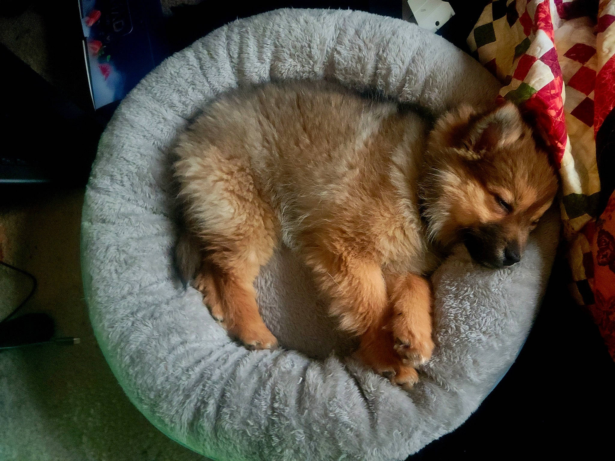 Zen is registered to the contest to win money with this photo: carnivore, claw, comfort, companion_dog, dog_breed, domestic_short_haired_cat, fawn, felidae, fur, nap, paw, small_to_medium_sized_cats, snout, tail, terrestrial_animal, whiskers