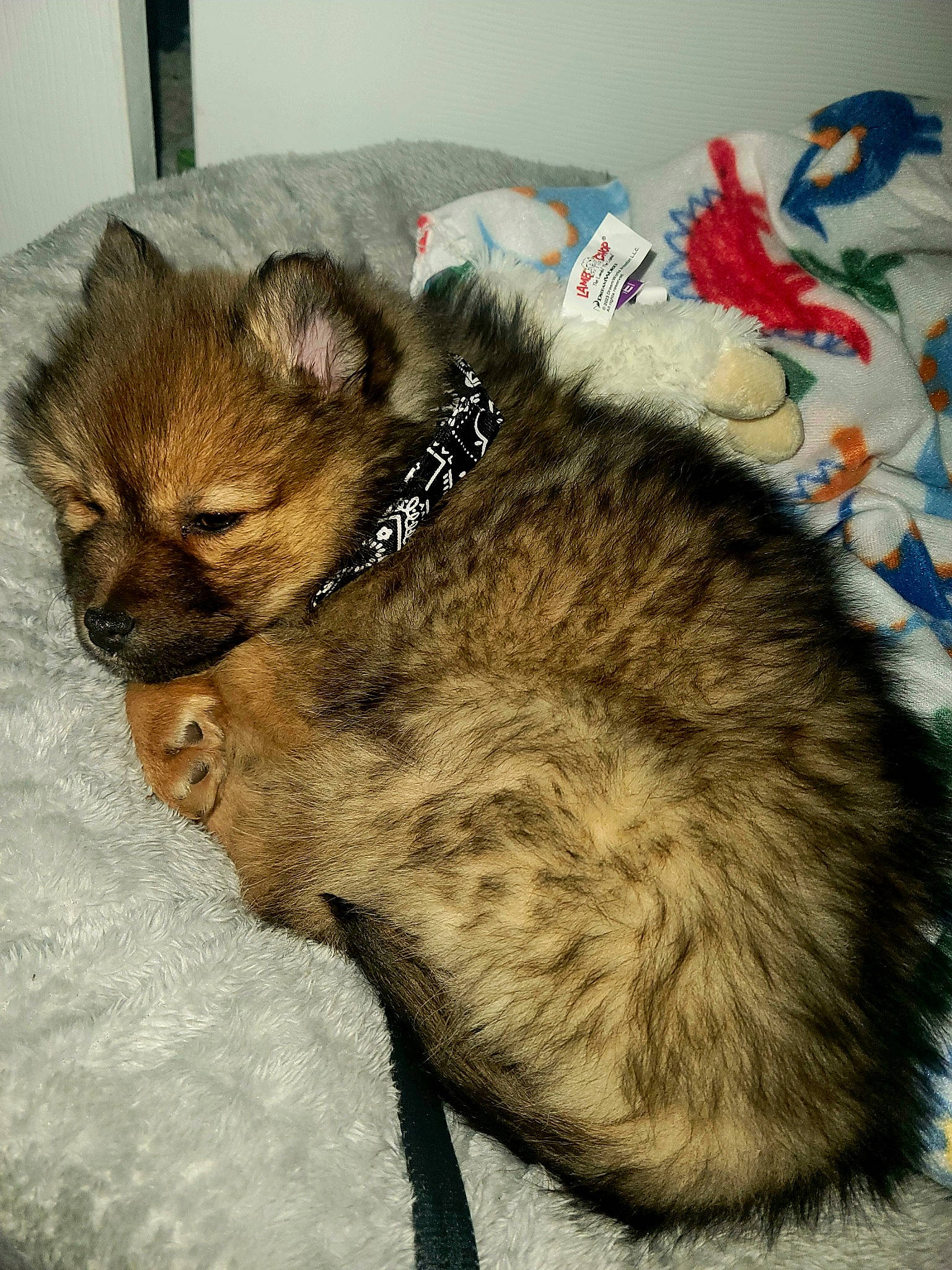 Zen joined the competition — help win amazing prizes! canidae, carnivore, cat, claw, companion_dog, dog, dog_breed, fawn, felidae, fur, liver, paw, small_to_medium_sized_cats, sporting_group, tail, terrestrial_animal, toy_dog, vertebrate, whiskers, working_animal