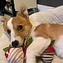 Ruby is registered to the contest to win money with this photo: puppy, dog, toy, plush, bed, white, brown, cute, pet, animal, indoor, soft, cozy, stuffed_animal, playful, lying_down, close_up, ears, nose, fur