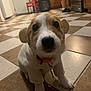 puppy, dog, sweater, clothing, floor, tile_floor, kitchen, person, pajamas, indoor, pet, cute, small_dog, brown_and_white, collar, keychain, animal, looking_up, cozy, ears
