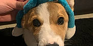 Ruby joined the competition — help win amazing prizes! puppy, dog, stuffed_animal, hat, cute, pet, animal, hand, indoor, brown, white, black_nose, ears, carpet, closeup, adorable, young_dog, looking, face, playful