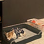 Ruby is registered to the contest to win money with this photo: dog, pet_bed, sleeping, clothing, indoor, tile_floor, basket, toys, wall, resting, cute, small_dog, cozy, furniture, animal, paw, ears, quiet, comfort, relaxation
