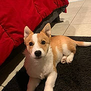 Ruby is registered to the contest to win money with this photo: puppy, dog, lying_down, indoor, black_rug, red_bedspread, curious, ears, fur, pet, animal, floor, tile_floor, cute, young_dog, looking_at_camera, white_fur, brown_fur, domestic_animal, companion