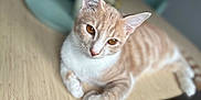 Uska participe au concours pour gagner de l'argent avec cette photo : abyssinian, angora, animal, cat, hardwood, kitten, manx, pet, plywood, siamese, wood