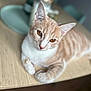 Uska participe au concours pour gagner de l'argent avec cette photo : abyssinian, angora, animal, cat, hardwood, kitten, manx, pet, plywood, siamese, wood