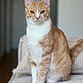 Uska a rejoint le concours — aidez-le/la à gagner de superbes lots ! abyssinian, angora, animal, cat, chair, couch, furniture, kitten, manx, pet, siamese