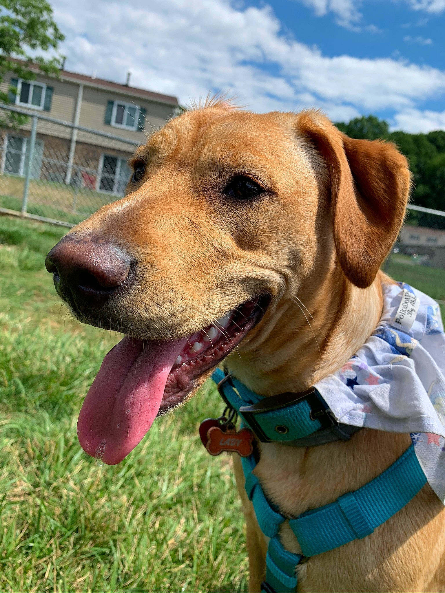 Lady is registered to the contest to win money with this photo: canidae, carnivore, collar, companion_dog, dog, dog_breed, dog_collar, dog_supply, fawn, hunting_dog, leash, liver, pet_supply, snout, sporting_group, tongue, webbing, whiskers, window, working_animal