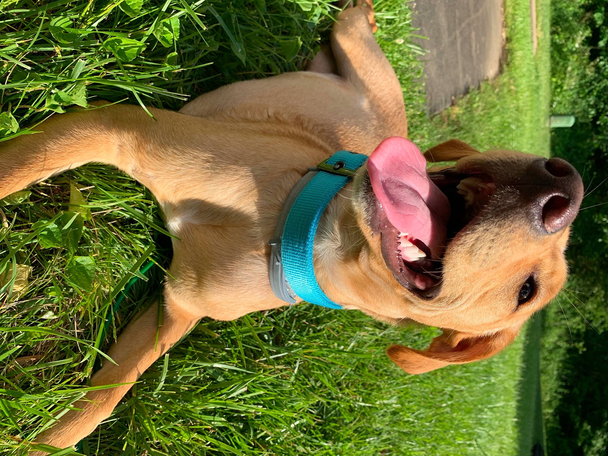 Lady joined the competition — help win amazing prizes! canidae, carnivore, collar, companion_dog, dog, dog_breed, dog_collar, dog_supply, fawn, grass, grass_family, hunting_dog, liver, pet_supply, snout, sporting_group, tongue, whiskers, working_animal, working_dog