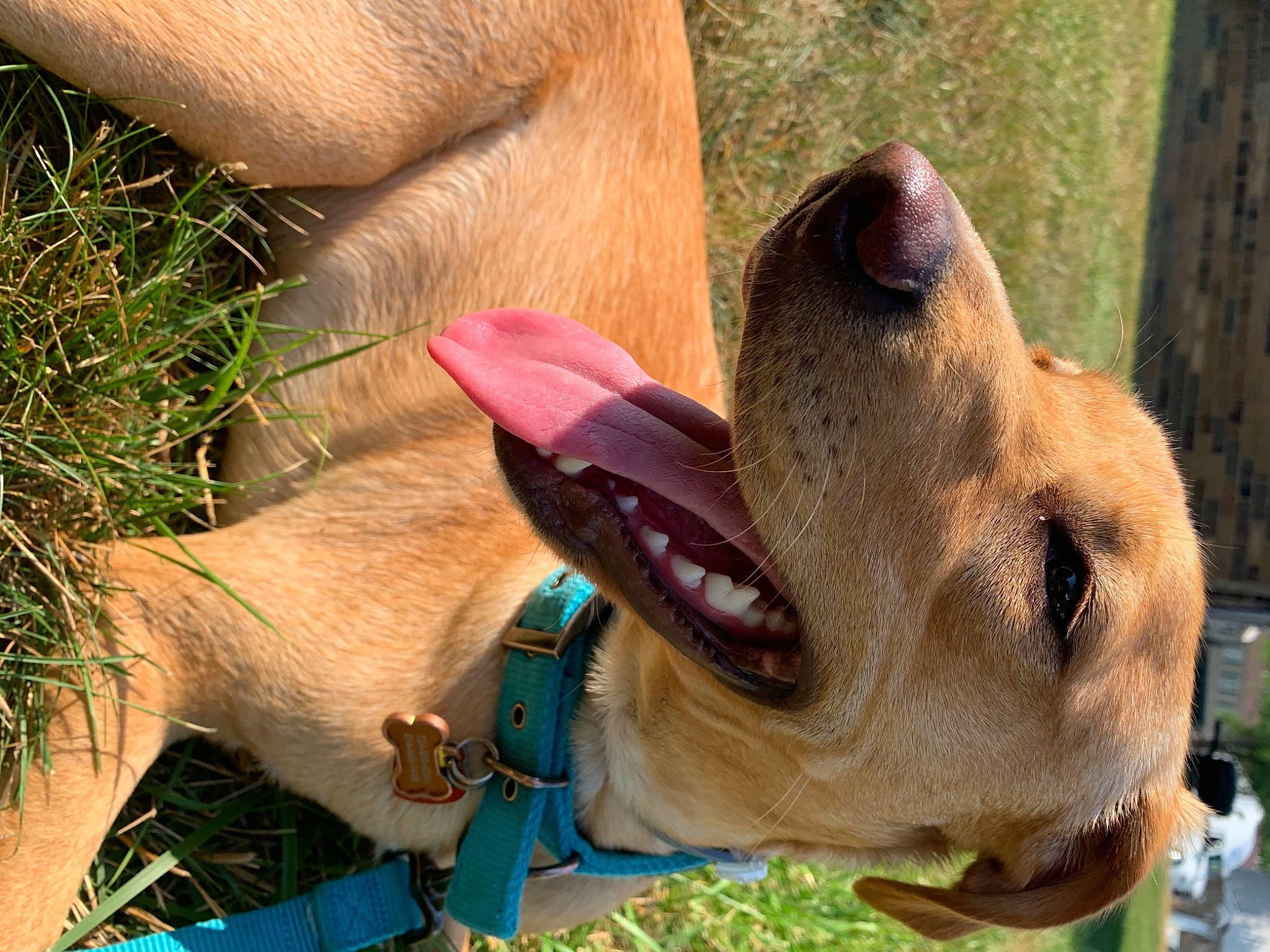 Lady is registered to the contest to win money with this photo: adaptation, canidae, carnivore, collar, companion_dog, curtain, dog, dog_breed, dog_collar, fawn, leash, liver, pet_supply, snout, sporting_group, tongue, tooth, vertebrate, whiskers, working_animal