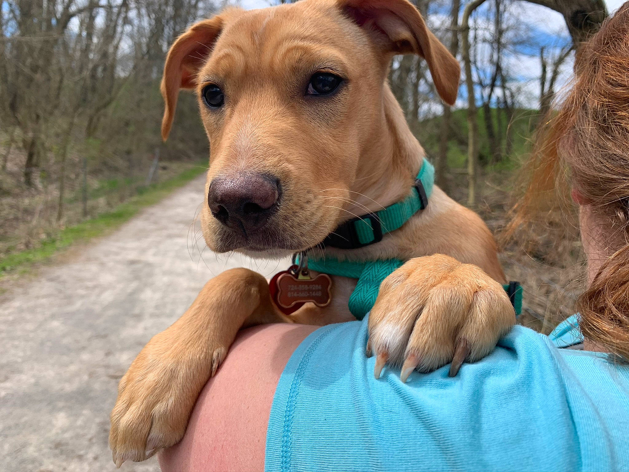 Lady is registered to the contest to win money with this photo: brown_hair, canidae, carnivore, collar, comfort, companion_dog, dog, dog_breed, dog_collar, dog_supply, fawn, hunting_dog, liver, mammal, pet_supply, snout, sporting_group, tan, vertebrate, working_animal