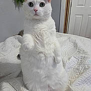 Twinkie is registered to the contest to win money with this photo: cat, white_cat, pet, animal, feline, fluffy, green_eyes, sitting, upright, raised_paw, portrait, indoors, bedroom, bed, quilt, blanket, white_fur, ears, whiskers, cute