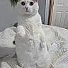 cat, white_cat, pet, animal, feline, fluffy, green_eyes, sitting, upright, raised_paw, portrait, indoors, bedroom, bed, quilt, blanket, white_fur, ears, whiskers, cute