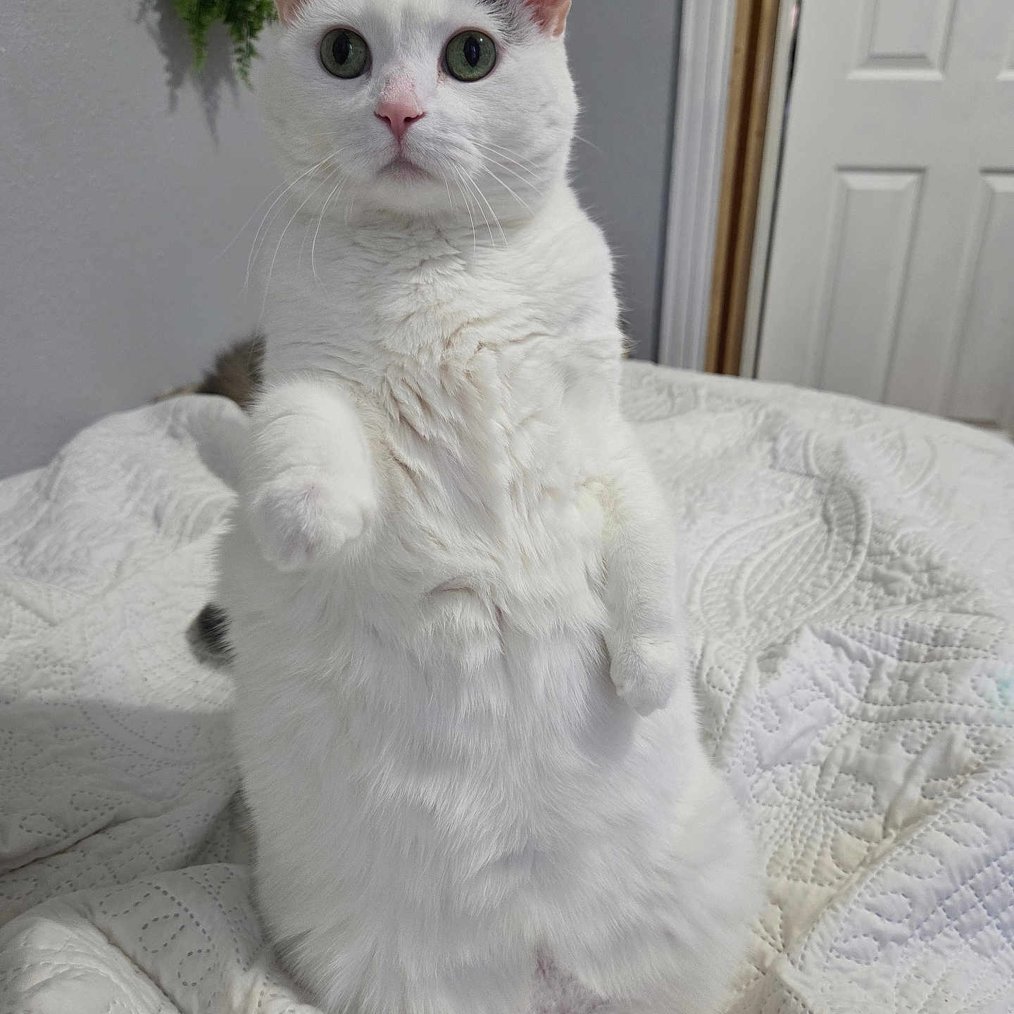 Twinkie is registered to the contest to win money with this photo: cat, white_cat, pet, animal, feline, fluffy, green_eyes, sitting, upright, raised_paw, portrait, indoors, bedroom, bed, quilt, blanket, white_fur, ears, whiskers, cute