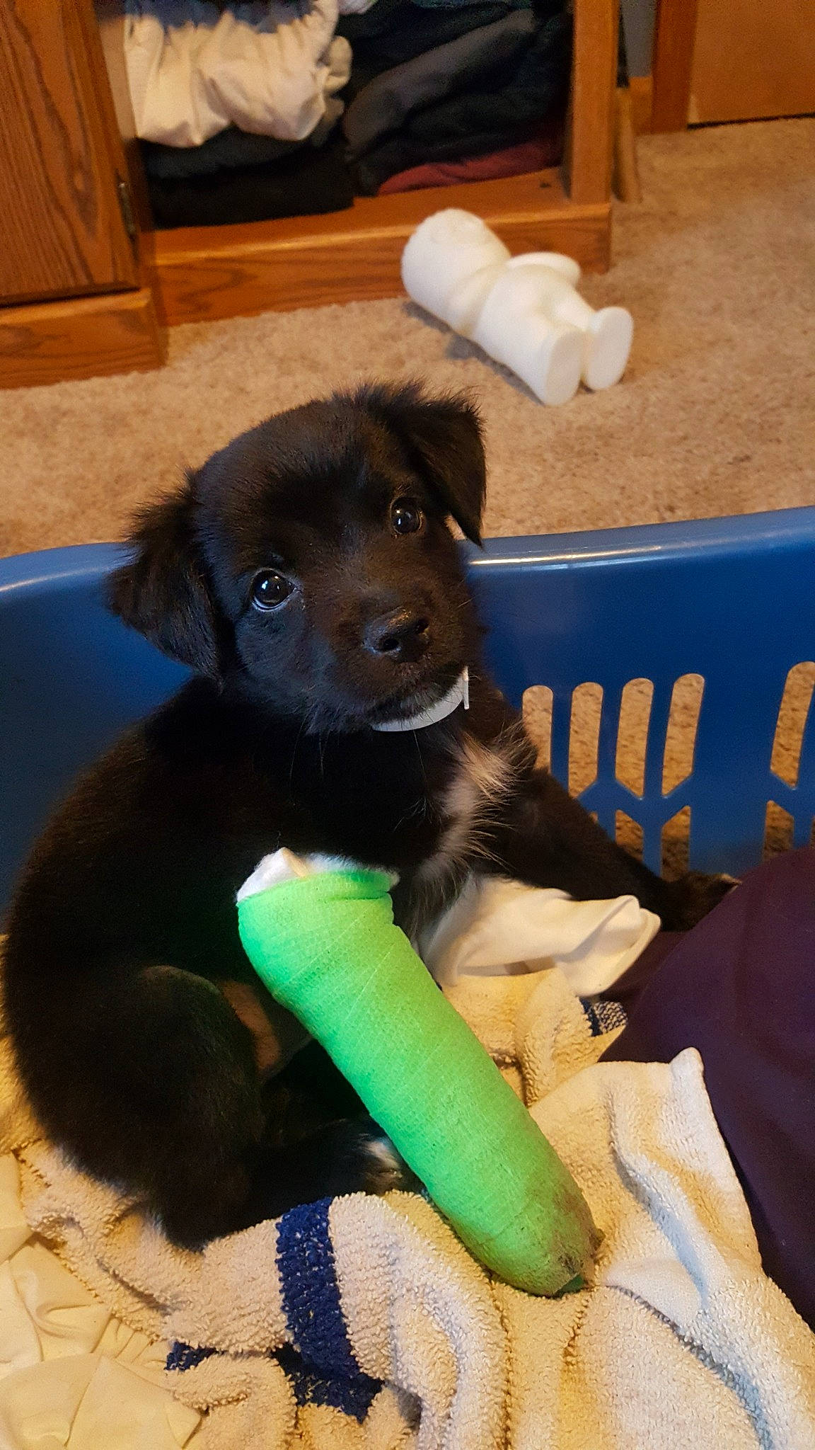 Meadow joined the competition — help win amazing prizes! beagador, borador, canidae, carnivore, companion_dog, dog, dog_breed, hovawart, labrador_retriever, mammal, puppy, rare_breed_dog, sporting_group, vertebrate