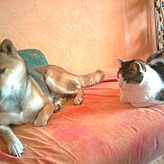 Lesire participe au concours pour gagner de l'argent avec cette photo :