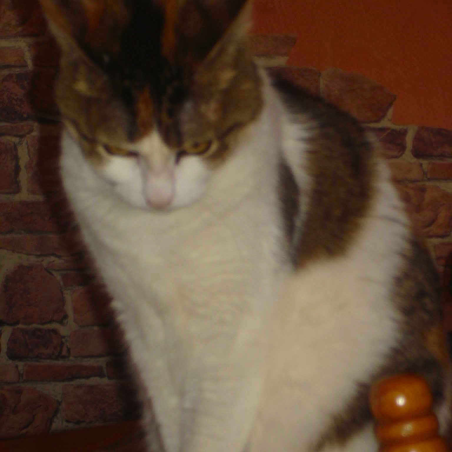 Féline