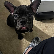 Kai joined the competition — help win amazing prizes! animal, black_dog, carpet, closeup, companion, cute, dog, ears_up, footwear, french_bulldog, indoor, looking_up, person_leg, pet, printer, puppy, shadow, slippers, small_dog, tongue_out