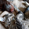 dog, cat, carpet, sleeping, pet, fur, paw, nose, closeup, indoor, domestic_animal, friendship, relaxation, animal, mammal, tabby_cat, brown_dog, cozy, resting, cute