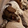 dog, sleeping, blanket, brown, white, fur, resting, indoor, cozy, relaxed, paw, canine, home, comfort, laying, furniture, quiet, nap, pet, animal