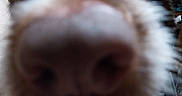 Ohana participe au concours pour gagner de l'argent avec cette photo : dog, nose, close_up, blurry, fur, snout, indoor, pet, animal, curious, background, clutter, brown, white, macro, face, whiskers, sniffing, focus, muzzle