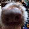 dog, nose, close_up, blurry, fur, snout, indoor, pet, animal, curious, background, clutter, brown, white, macro, face, whiskers, sniffing, focus, muzzle