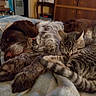 dog, cat, sleeping, bed, blanket, indoor, pet, fur, cozy, snuggling, relaxation, animal, companion, domestic, cute, friendship, resting, warm, furniture, home