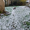 snow, dog, yard, grass, path, house, tree, winter, outdoor, cold, nature, building, footprints, rural, leafless_tree, animal, daylight, sky, quiet, season