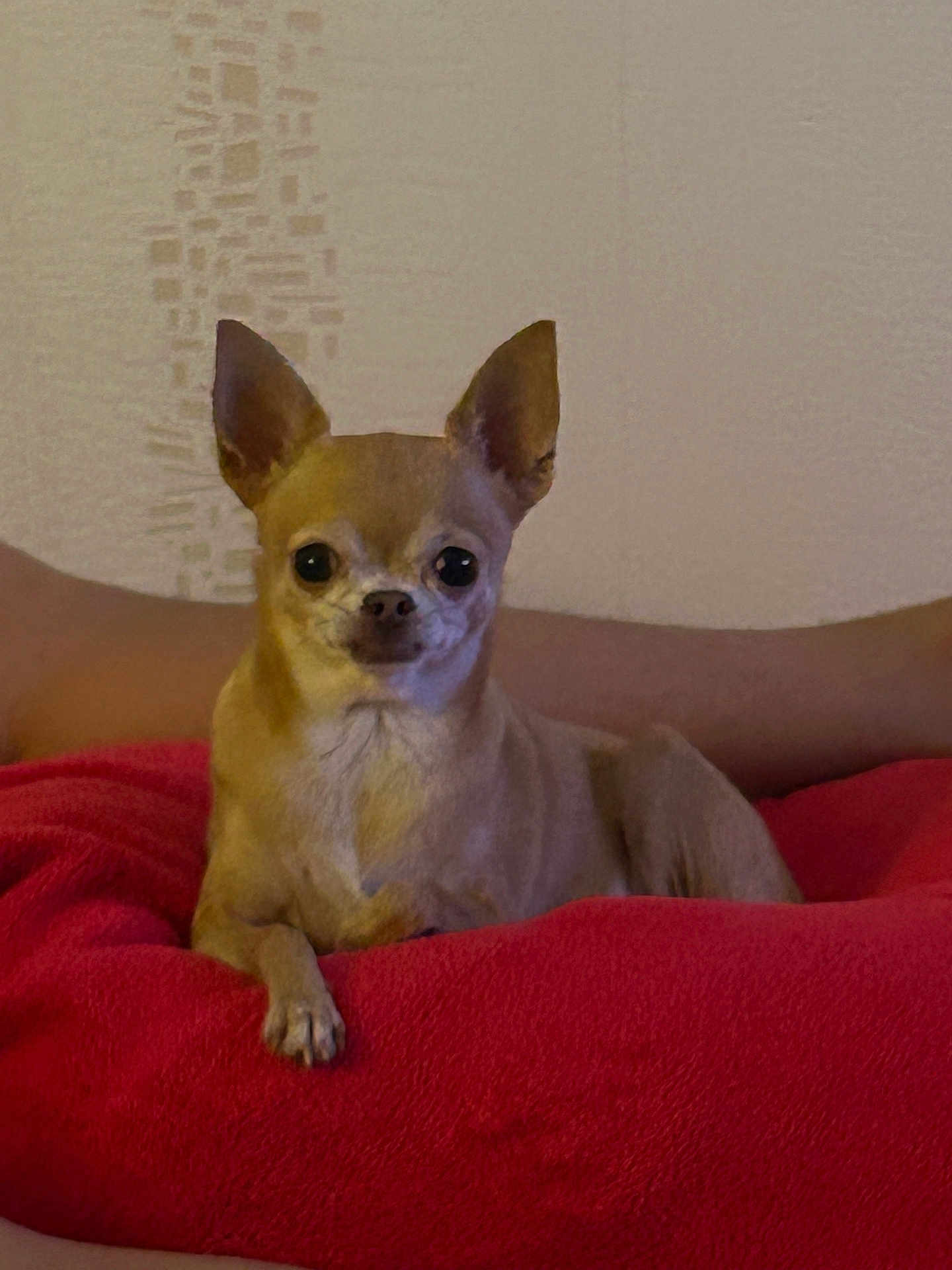 Bélidzy participe au concours pour gagner de l'argent avec cette photo : animal, blanket, bulldog, canine, chihuahua, cushion, dog, homedecor, pet, puppy