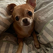 Bélidzy a rejoint le concours — aidez-le/la à gagner de superbes lots ! animal, bed, bedroom, blanket, canine, chihuahua, cockerspaniel, cushion, dog, furniture, homedecor, hound, indoors, linen, papillon, pet, puppy, quilt, room, terrier