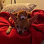 Bélidzy a rejoint le concours — aidez-le/la à gagner de superbes lots ! animal, bed, blanket, canine, chihuahua, couch, cushion, dog, face, furniture, head, homedecor, person, pet, photography, pillow, portrait, puppy, quilt, sleeping