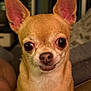 animal, canine, chihuahua, cockerspaniel, dog, papillon, pet, puppy