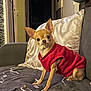 Bélidzy participe au concours pour gagner de l'argent avec cette photo : animal, bed, bedroom, blanket, canine, chihuahua, couch, cushion, dog, dogbed, furniture, homedecor, indoors, linen, pet, pillow, puppy, terrier, towel, velvet