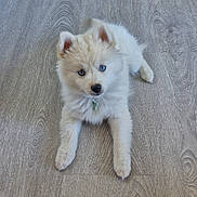 Aïko participe au concours pour gagner de l'argent avec cette photo : puppy, dog, blue_eyes, fluffy, collar, pet, canine, floor, wooden_floor, laying_down, cute, young, domestic_animal, indoor, animal, fur, mammal, looking_up, adorable, small