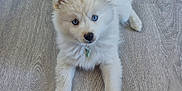 Aïko participe au concours pour gagner de l'argent avec cette photo : adorable, animal, blue_eyes, canine, collar, cute, dog, domestic_animal, floor, fluffy, fur, indoor, laying_down, looking_up, mammal, pet, puppy, small, wooden_floor, young