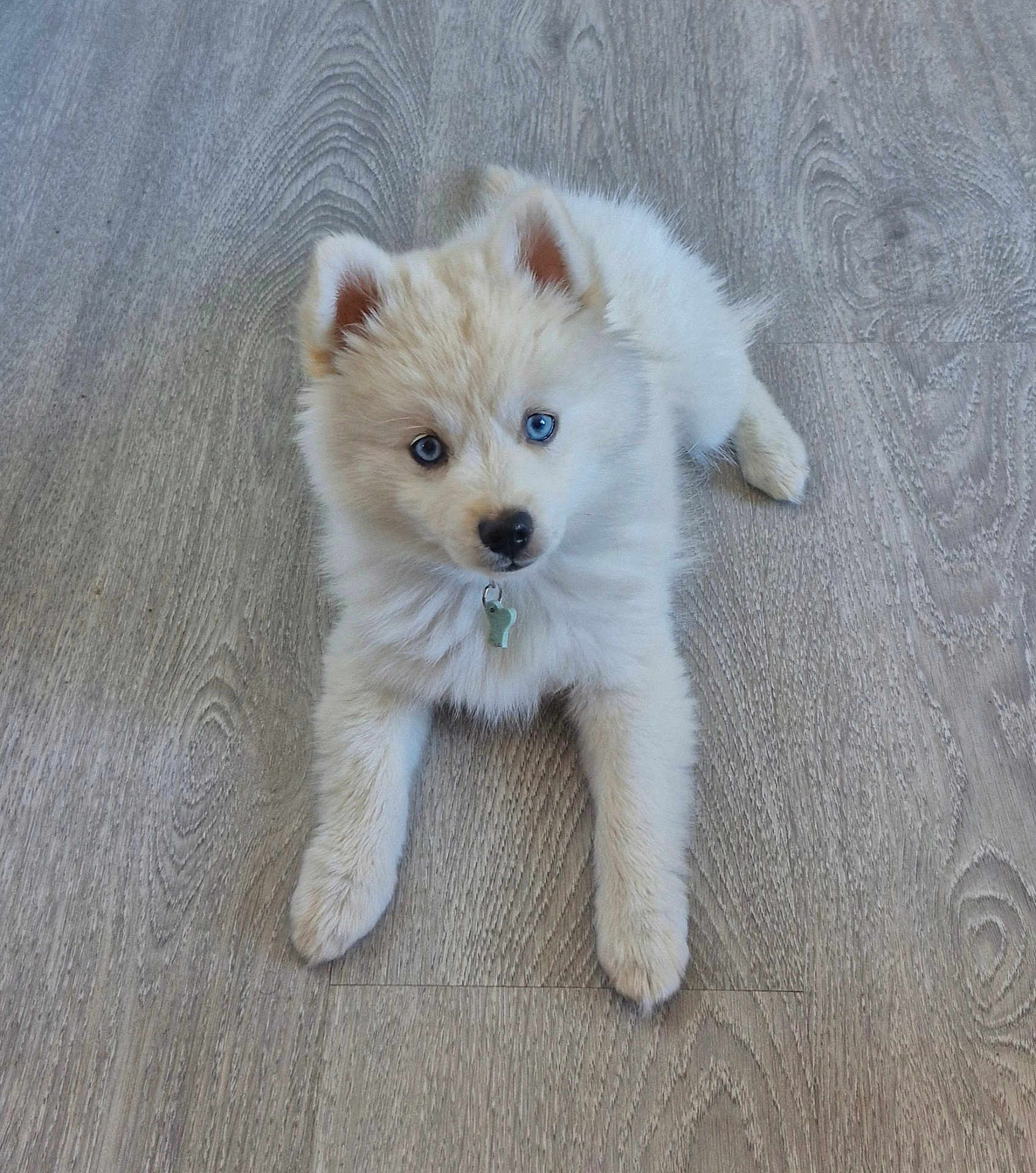 Aïko participe au concours pour gagner de l'argent avec cette photo : puppy, dog, blue_eyes, fluffy, collar, pet, canine, floor, wooden_floor, laying_down, cute, young, domestic_animal, indoor, animal, fur, mammal, looking_up, adorable, small