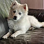 Aïko participe au concours pour gagner de l'argent avec cette photo : adorable, animal, blue_eyes, companion, couch, cute, dog, domestic_animal, ears, fur, indoor, laying_down, leather, paw, pet, portrait, puppy, relaxed, white_fur, young
