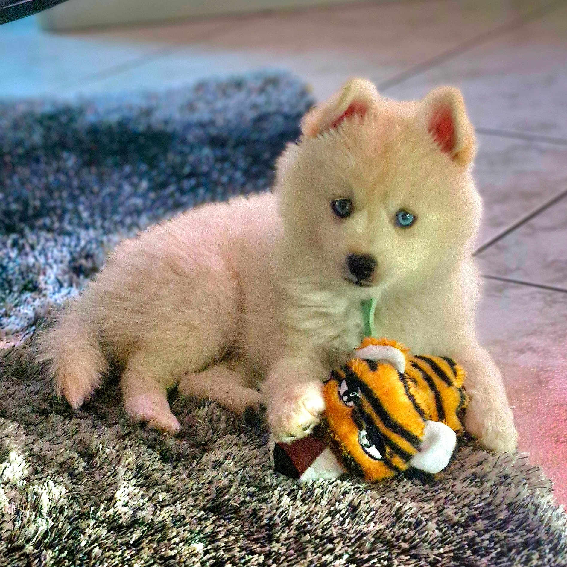 Aïko participe au concours pour gagner de l'argent avec cette photo : animal, blue_eyes, cute, dog, domestic_animal, floor, fluffy, fur, home, indoor, lying_down, pet, pet_toy, playing, plush_toy, puppy, rug, tiger_toy, toy, young_dog
