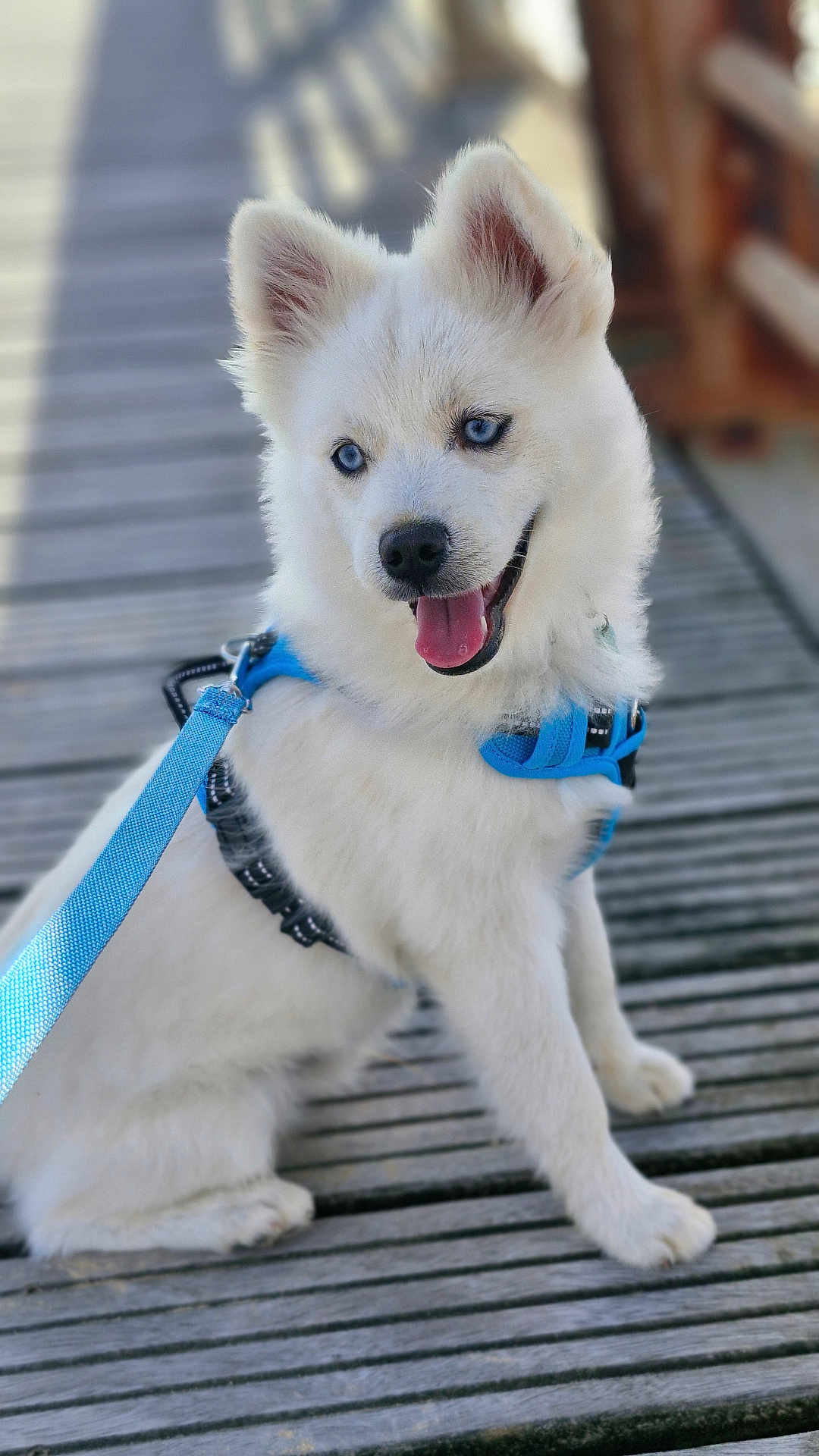 Lydia Nicoleau participe au concours pour gagner de l'argent avec cette photo : puppy, dog, white_fur, blue_eyes, harness, leash, wooden_deck, sitting, happy, tongue_out, pet, canine, outdoor, sunlight, fur, animal, cute, young, portrait, playful