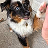 Remy is registered to the contest to win money with this photo: animal, australian_shepherd, black, blue_eyes, brown, carpet, closeup, cute, dog, friendly, fur, indoor, mammal, paw, pet, playing, puppy, raising_paw, toy, white