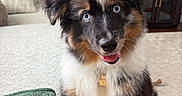 Remy is registered to the contest to win money with this photo: animal, australian_shepherd, blanket, blue_eyes, canine, carpet, couch, cute, dog, domestic, fur, furniture, happy, indoor, living_room, pet, playful, puppy, television, young
